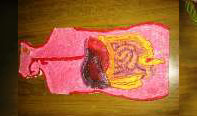 Human body –
digestive system
