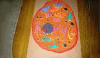 Plant cell